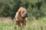 SHAR-PEI 814